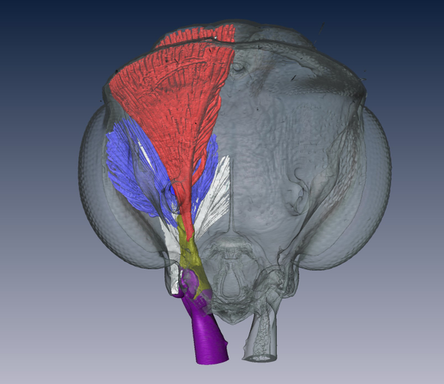 Model of a Myrmoteras trap-jaw ant’s musculature based on micro-CT scanning. Image: Fredrick Larabee, Smithsonian